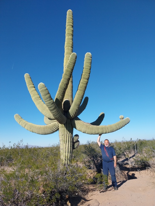 Saguaro ein besonders schönes Exemplar, 150 bis 200 Jahre alt