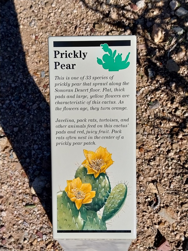Prickly Pear Kaktus
