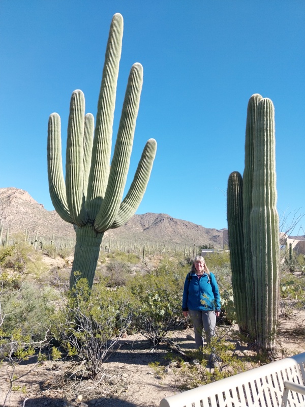 Der berühmte Saquaro, 150 bis 200 Jahre alt