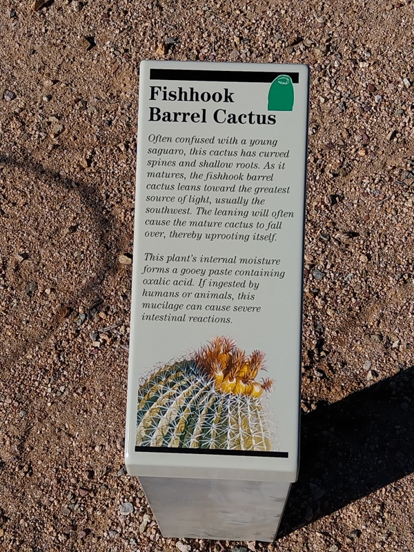 Fishhook Barrel Cactus