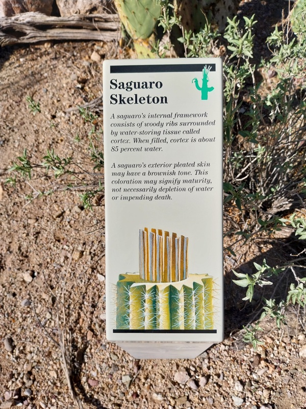 Das Saquaro Skelett