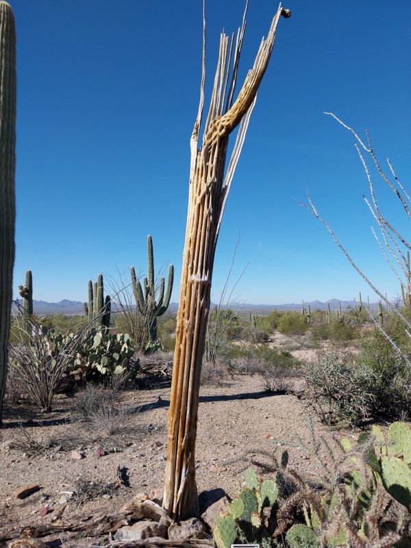 Interessant, nur noch das Innenleben, Skelett vorhanden