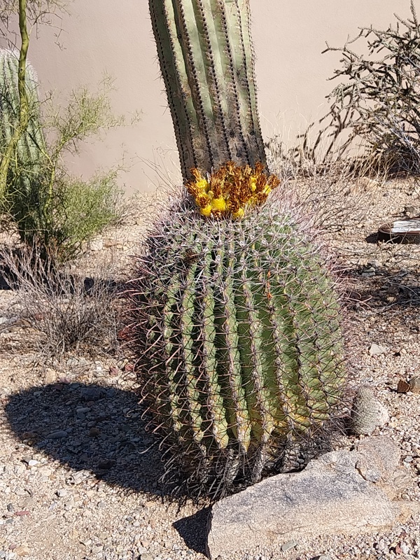 Fishhook Barrel Cactus