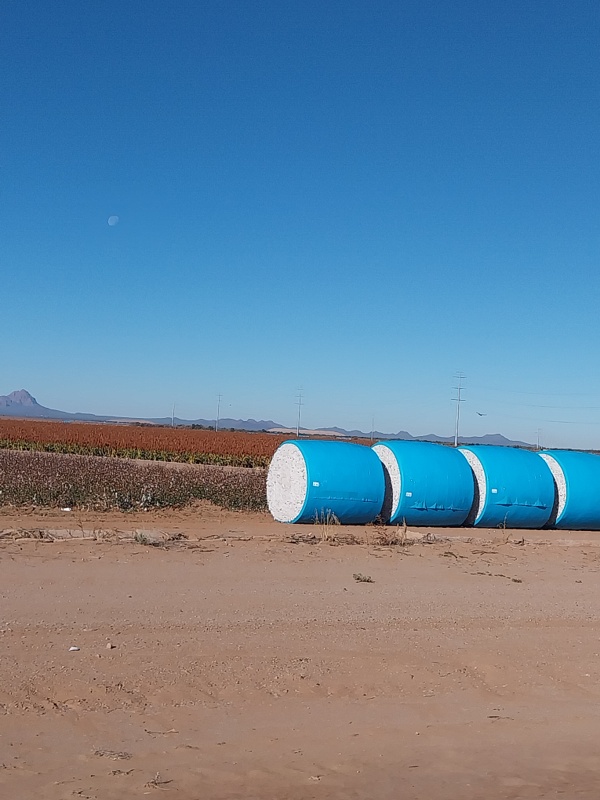 Baumwolle aufgerollt