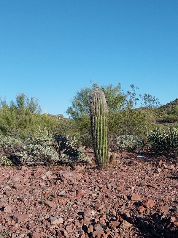 Saquaro 35 bis 70 Jahre alt
