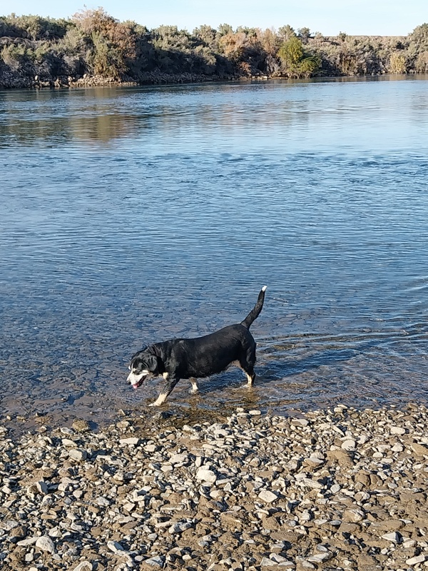 Kiara steht im Colorado River