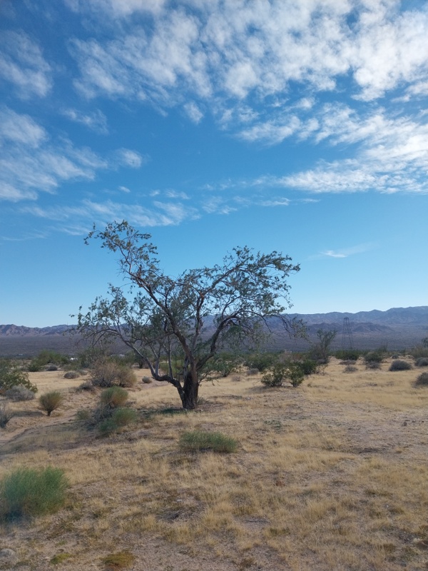 Ironwood Forest Wüsteneisenholz
