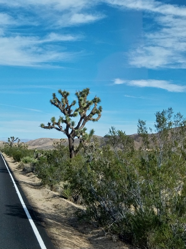 Joshua Tree