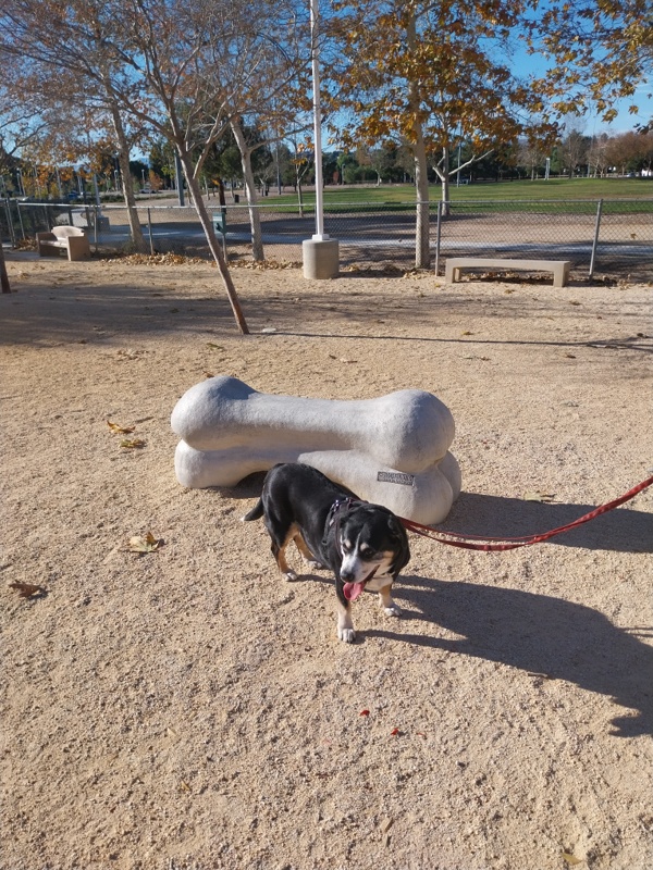 Was für ein Hundeknochen?