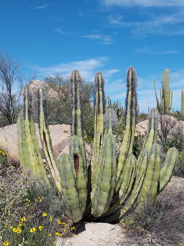 Stenocereus thurberi, Orgelpfeifenkaktus
