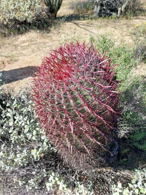 Fire Barrel Cactus (Ferocactus)