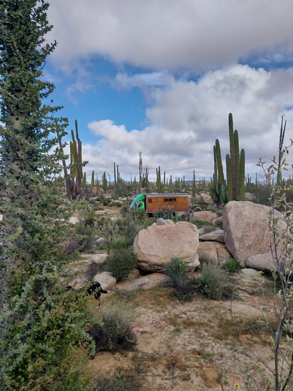 Desert Cactus Wildcamp