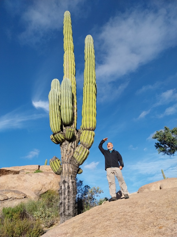 Cardón-Kakteen ein kleines Model
