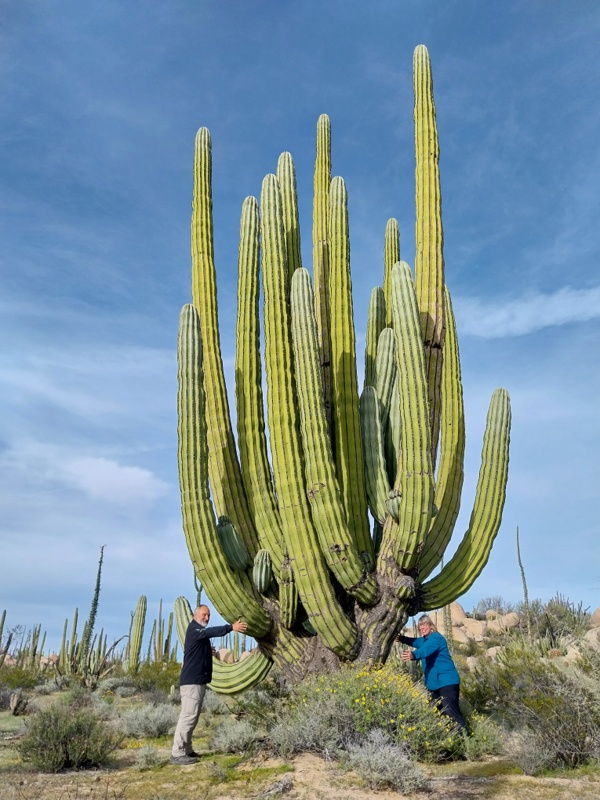 Cardón-Kakteen, 18 m hoch, 25 Tonnen schwer, bis 300 Jahre alt werden
