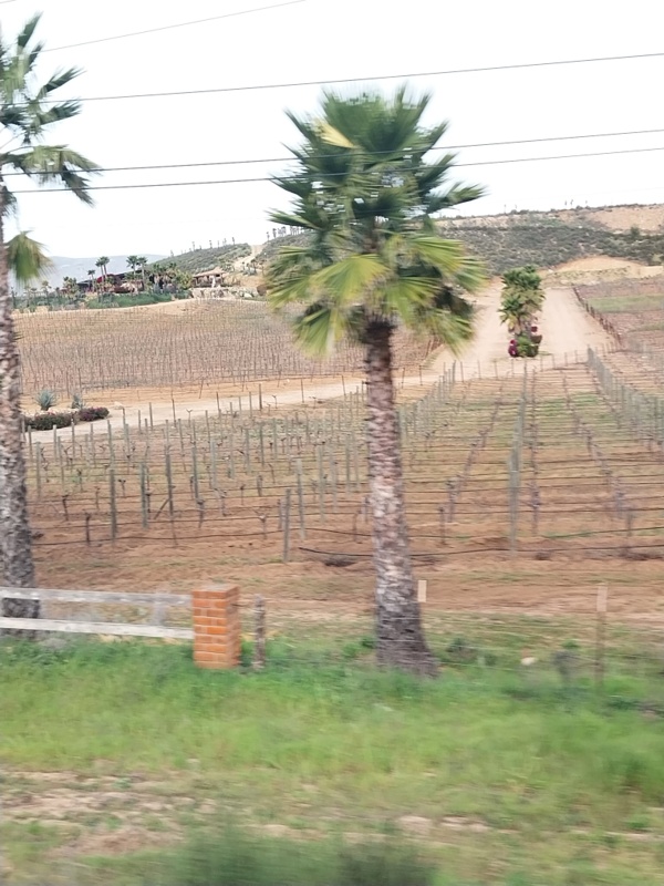 Rebberg mit Palmen, sieht man auch nicht alle Tage