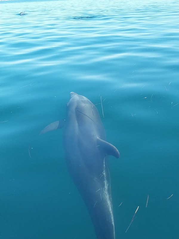 Delphin