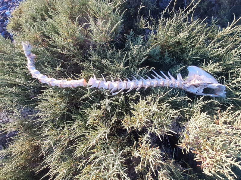 Fischknochen