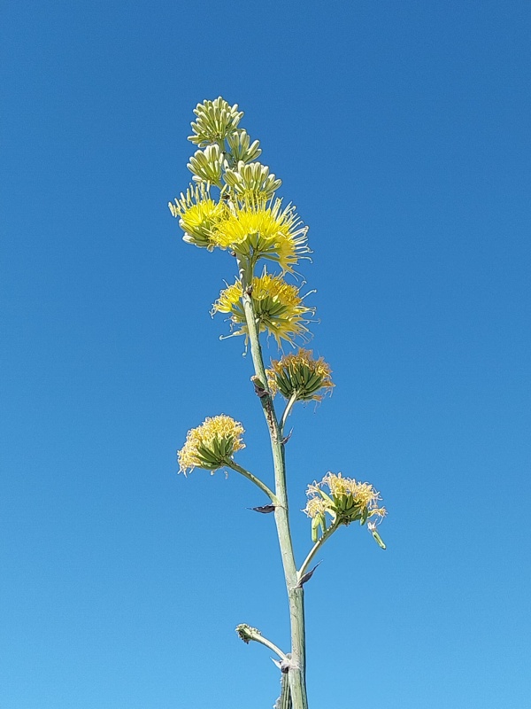 Blühte von einer Agarve