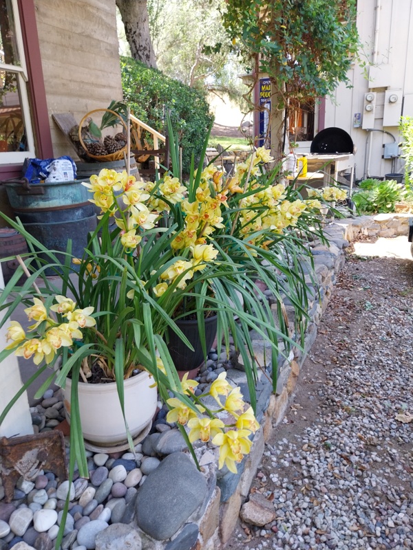 Orchideen