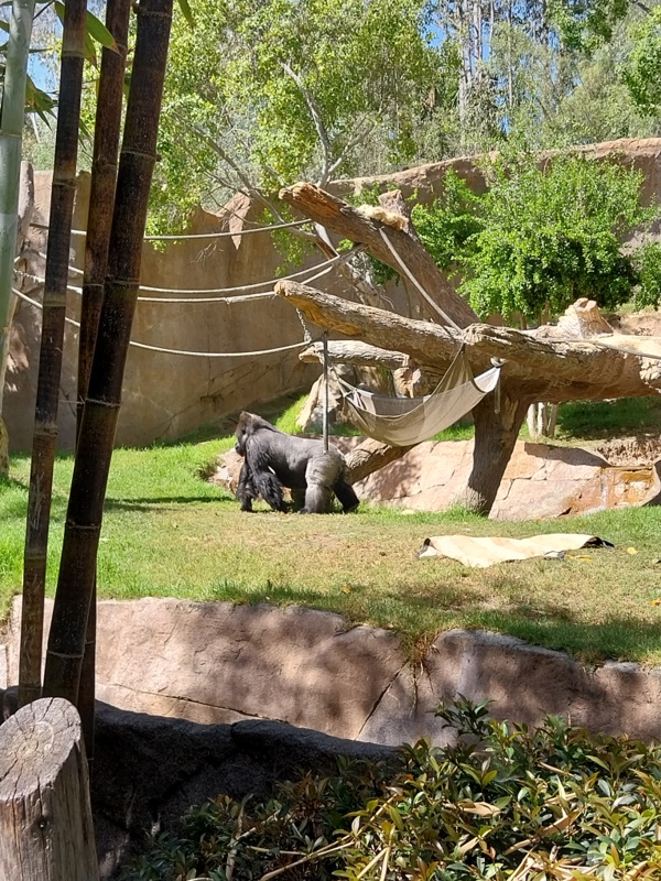 Silberrücken Gorilla