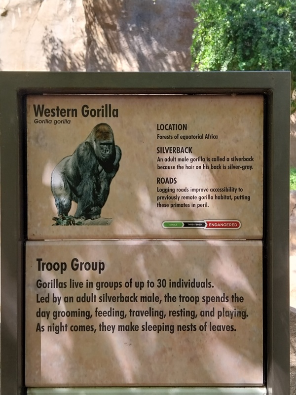 Gorilla