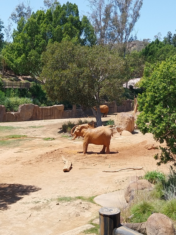 Elefant