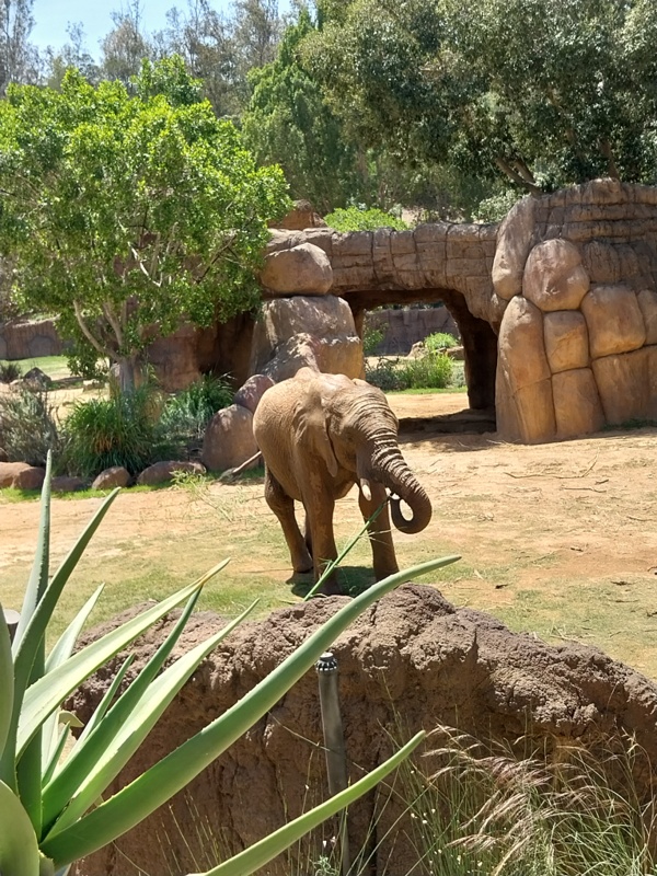 Elefant