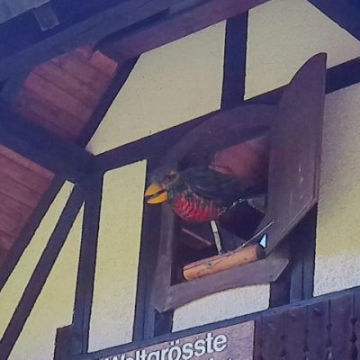 Die Stunde schlägt, der Kuckuck kommt raus Die Stunde schlägt, der Kuckuck kommt raus